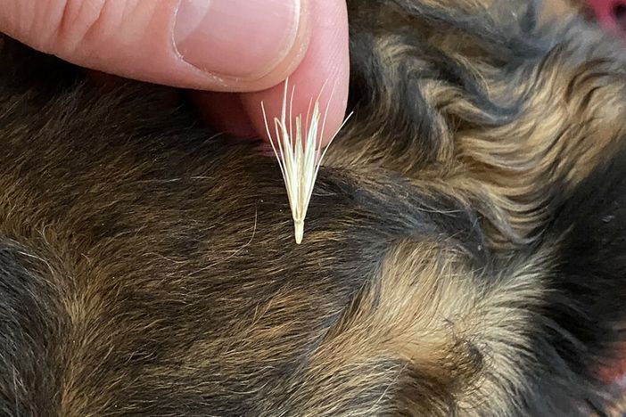 I forasacchi sono piccole spighe di graminacee selvatiche che possono rappresentare un potenziale pericolo per gli animali (foto Enpa) I forasacchi sono piccole spighe di graminacee selvatiche che possono rappresentare un potenziale pericolo per gli animali (foto Enpa)