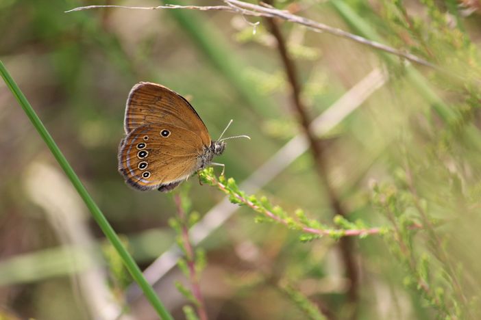 Un esemplare di Coenonympha oedippus, la farfalla a rischio estinzione a Malpensa