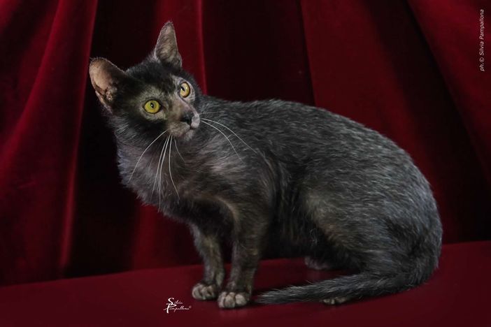 A Petsfestival 2022 gatti da tutto il mondo!