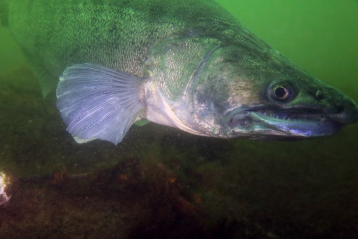Sandra, il lucioperca fuori dalla sua tana nella zona del lago a Ispra ferita dai cacciatori di frodo. Nella foto più in basso, nella gallery, Sandra prima di essere colpita