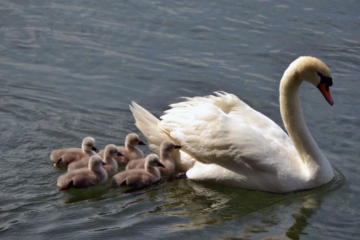 LA FOTO. Per i piccoli cigni di Sesto Calende è tempo del primo bagno