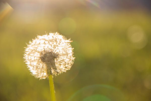 Non solo fiori buttati ogni giorno in vivaio, Coldiretti: «Senza i floro-manutentori è rischio allergie» Non solo fiori buttati ogni giorno in vivaio, Coldiretti: «Senza i floro-manutentori è rischio allergie»