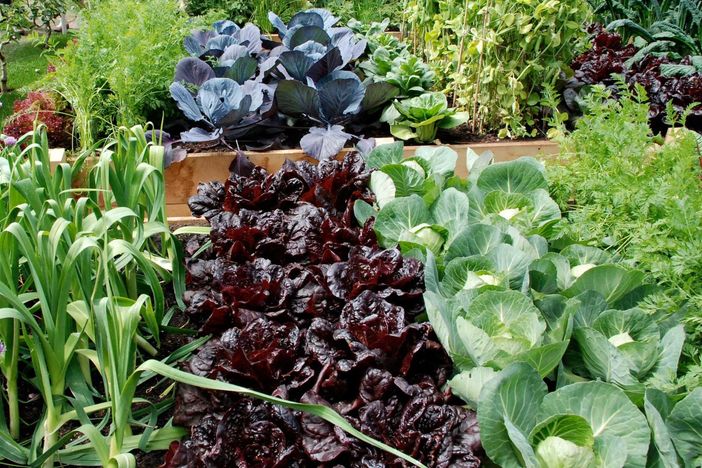 Orto: trapianto autunnale con il "Distillato di Legno BioDea". Un prodotto naturale, organico e biologico che rispetta l'ambiente