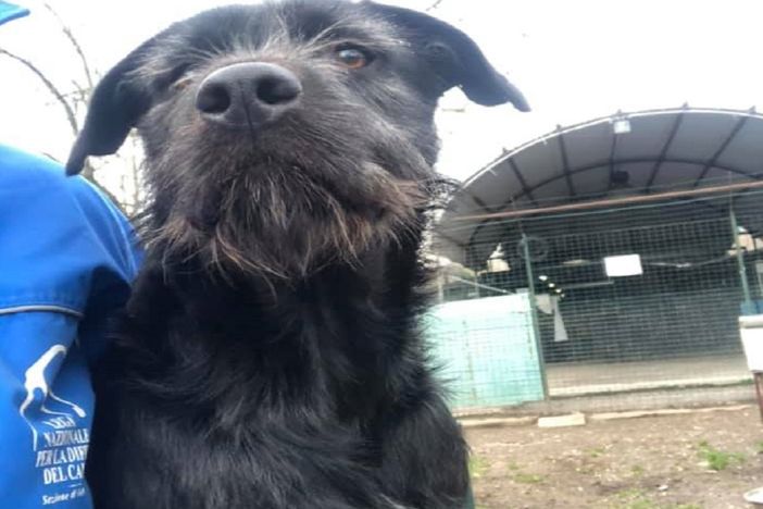 Canile, ipotesi spostamento provvisorio in attesa del nuovo Parco in via Duno Canile, ipotesi spostamento provvisorio in attesa del nuovo Parco in via Duno