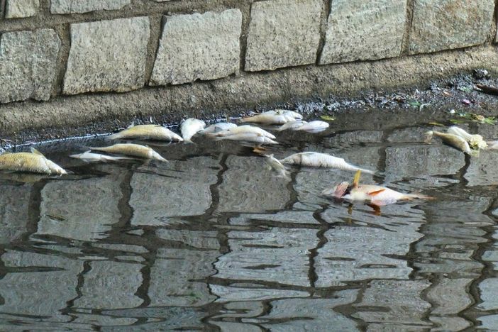 Foto tratte dalla pagina Facebook "Amici dell'Olona"