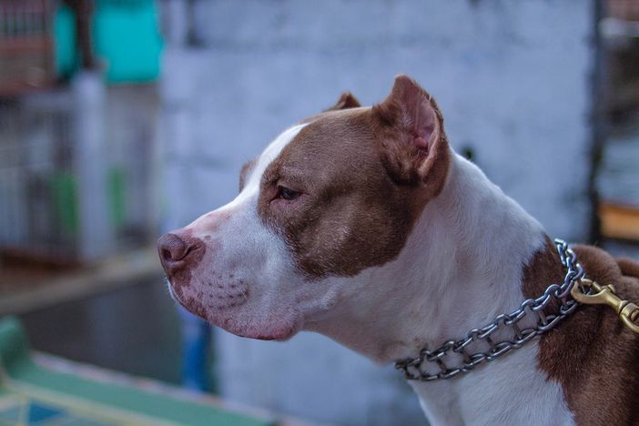 Venegono, tenta di rubare in casa: ladro messo in fuga dal pitbull e dall'inquilino esperto di arti marziali