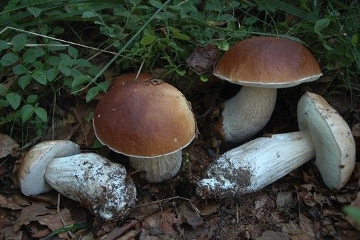 Coltivare funghi magici in casa: quello che bisogna sapere