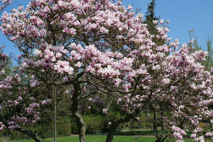 Festa degli alberi: domani la piantumazione delle prime magnolie nell'area stazioni