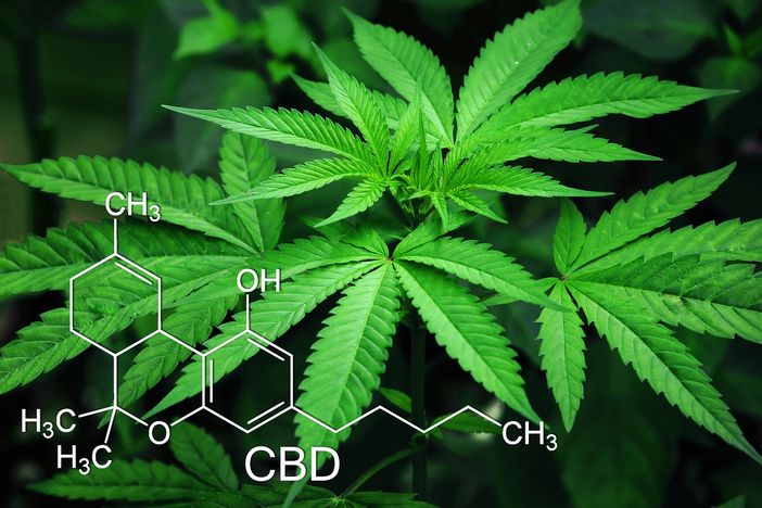 CBD: il cannabidiolo benefico per corpo e mente CBD: il cannabidiolo benefico per corpo e mente