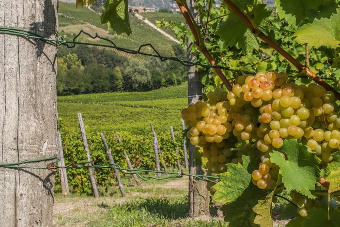 Segni particolari: sempre più originali e unici. Le novità in casa Asti Spumante Moscato d’Asti DOCG