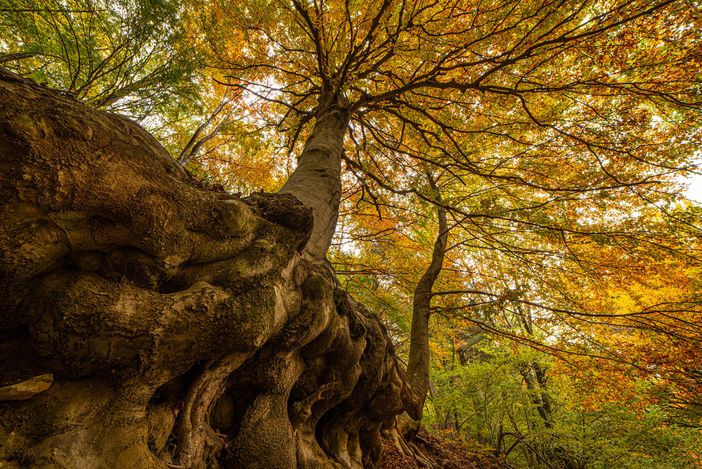 Incendi e cambiamento climatico, a Luino si fa il punto insieme a esperti e amministratori