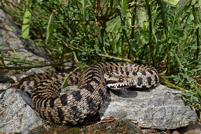 Escursionista morso da una vipera nei boschi della Valganna: trasportato in ospedale con l'elisoccorso Escursionista morso da una vipera nei boschi della Valganna: trasportato in ospedale con l'elisoccorso
