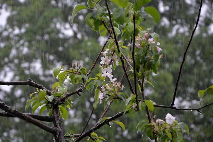 (Foto P.Valisa - Centro Geofisico Prealpino) (Foto P.Valisa - Centro Geofisico Prealpino)