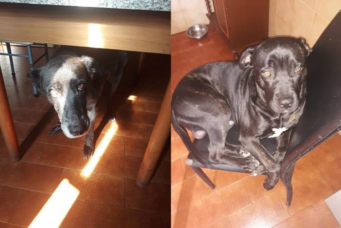 LA STORIA. Appello per Spillo e Corso, i due cani rimasti "orfani" ora cercano casa insieme LA STORIA. Appello per Spillo e Corso, i due cani rimasti "orfani" ora cercano casa insieme