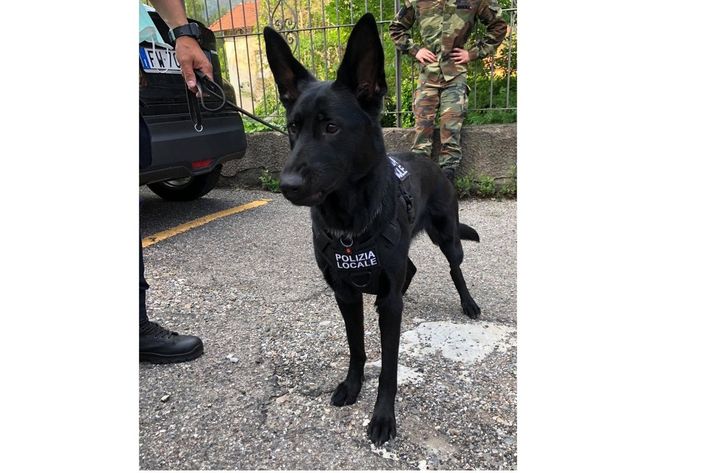 FOTO. Sun, il cane antidroga della polizia locale del Monte Orsa FOTO. Sun, il cane antidroga della polizia locale del Monte Orsa