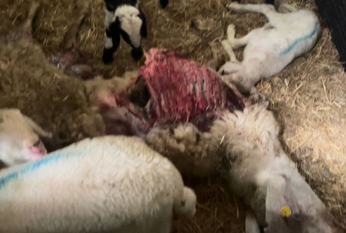 Un'immagine fornita dal sindaco: il video è straziante e scegliamo di non pubblicarlo