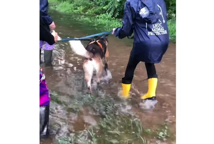 Canile ancora sott'acqua, l'appello della Lega del Cane: «Aiutateci a farci spostare» Canile ancora sott'acqua, l'appello della Lega del Cane: «Aiutateci a farci spostare»