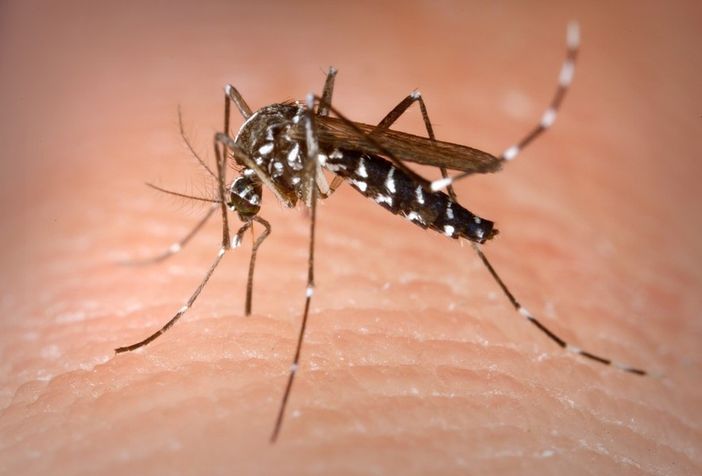West Nile, Regione rassicura: «In Lombardia casi in linea con gli anni precedenti» West Nile, Regione rassicura: «In Lombardia casi in linea con gli anni precedenti»