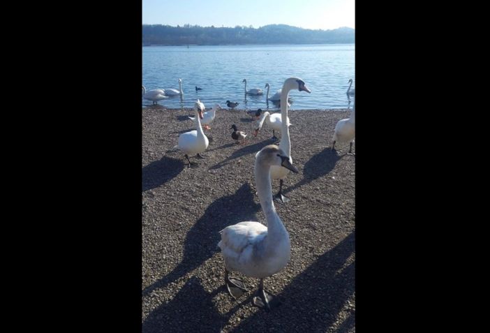 Cigni e papere affollano il lungolago della Schiranna in questa foto di Lara Rosso dell'associazione Sarisc Cigni e papere affollano il lungolago della Schiranna in questa foto di Lara Rosso dell'associazione Sarisc