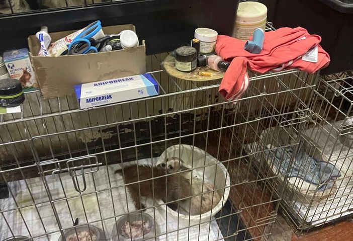 (foto comunicato Oipa) (foto comunicato Oipa)