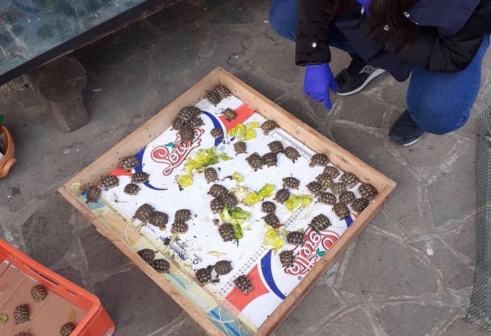 I carabinieri Forestali scoprono un allevamento illegale di tartarughe protette e sequestrano 145 esemplari I carabinieri Forestali scoprono un allevamento illegale di tartarughe protette e sequestrano 145 esemplari