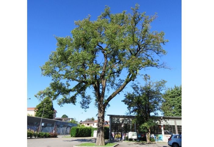 Daverio, «L'Olmo di via primo maggio è pericoloso». Ecco perché la giunta ha deciso di abbatterlo Daverio, «L'Olmo di via primo maggio è pericoloso». Ecco perché la giunta ha deciso di abbatterlo