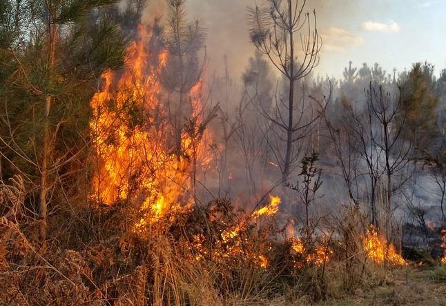Fagnano Olona, il Comune e la Protezione Civile in prima linea contro gli incendi boschivi Fagnano Olona, il Comune e la Protezione Civile in prima linea contro gli incendi boschivi