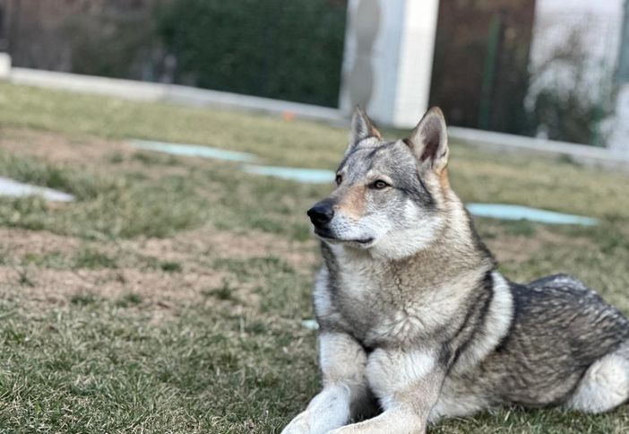 Il lupo Urizen che sarà protagonista del cortometraggio prodotto da Emanuele Mattana Il lupo Urizen che sarà protagonista del cortometraggio prodotto da Emanuele Mattana