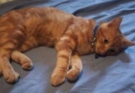 Gattino trovato a Sant'Ambrogio. Chi lo ha smarrito?