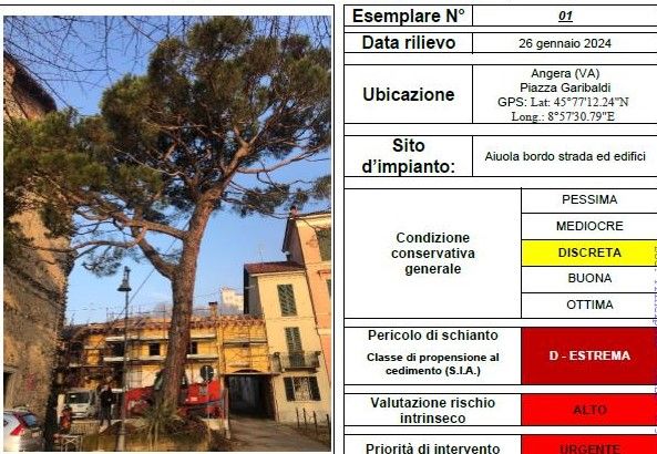 Il pino da abbattere ad Angera e la scheda con l'esito della prova di trazione