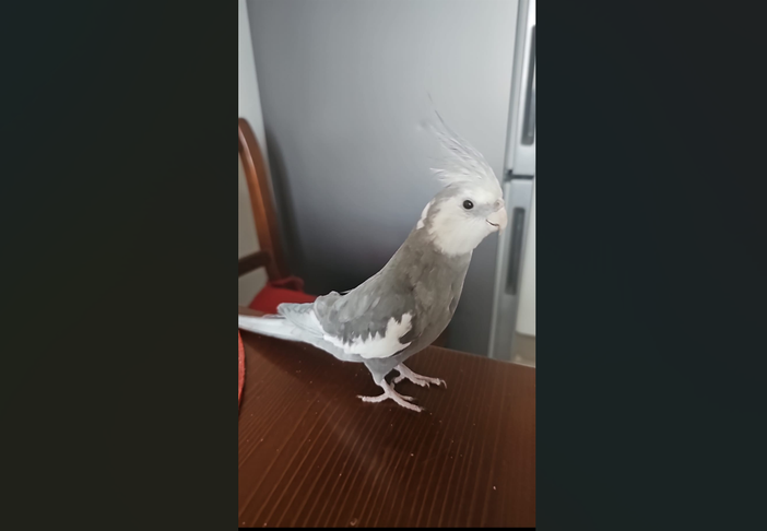 Lola il pappagallo smarrito in zona Brunella a Varese