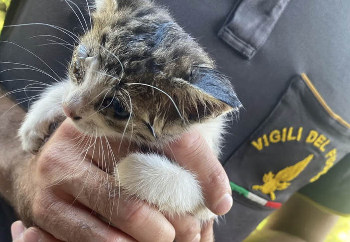 Gattino cade in un "vespaio": lo salvano i vigili del fuoco. E trova subito una famiglia