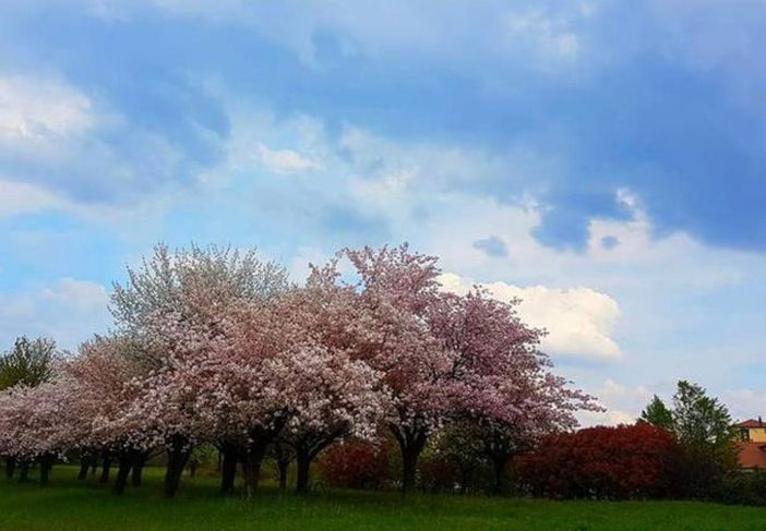 Botta e risposta a Casciago tra la minoranza e il sindaco sulla realizzazione del parco di Morosolo
