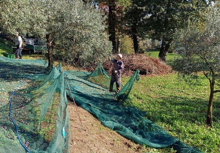 La lavorazione delle olive a Mombello La lavorazione delle olive a Mombello