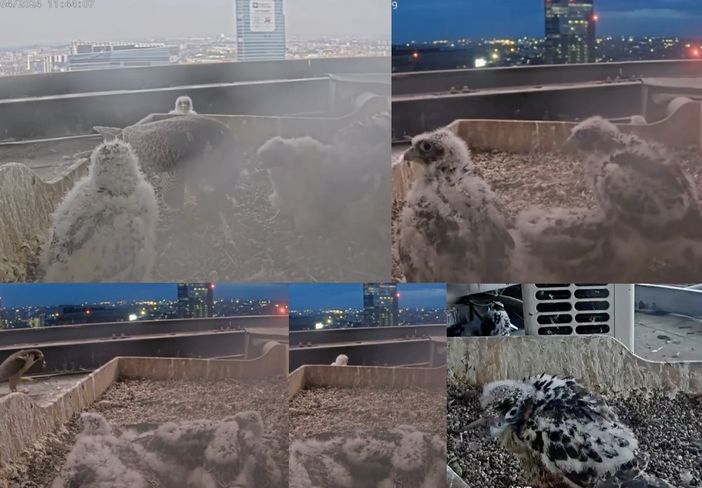 I pulli in alcuni momenti della giornata