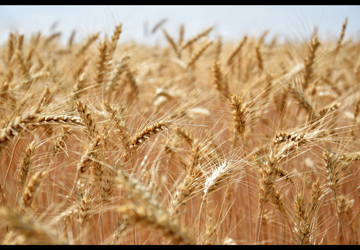 Grano, mobilitazione contro le speculazioni che mettono a rischio la produzione italiana
