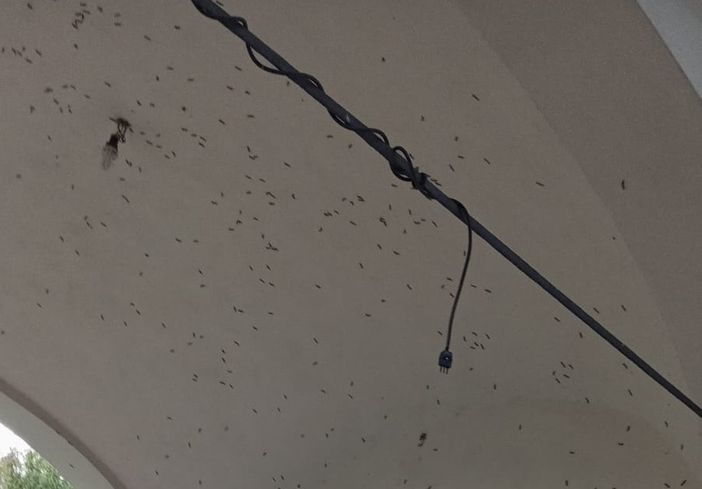 L'insetto sul muro della chiesetta di Madonna in Campagna a Sacconago