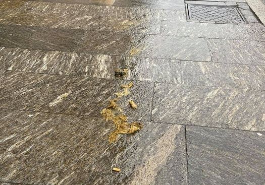 FOTO. Cacca dei cani nel cortile d'onore di Palazzo Estense, l'indignazione dei varesini FOTO. Cacca dei cani nel cortile d'onore di Palazzo Estense, l'indignazione dei varesini