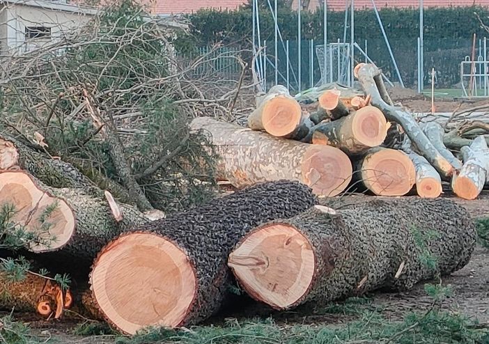 Gli alberi abbattuti al campo sportivo di Fagnano