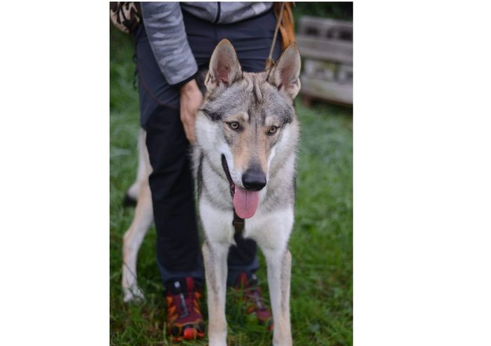 Trovato cadavere nei boschi di Brissago. A scoprirlo il cane Kaos: «Ha seguito la traccia dopo aver trovato una scarpa»