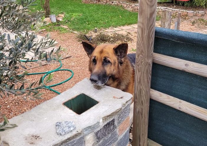 Il pastore tedesco Spike ha trovato una nuova famiglia a Lavena Ponte Tresa