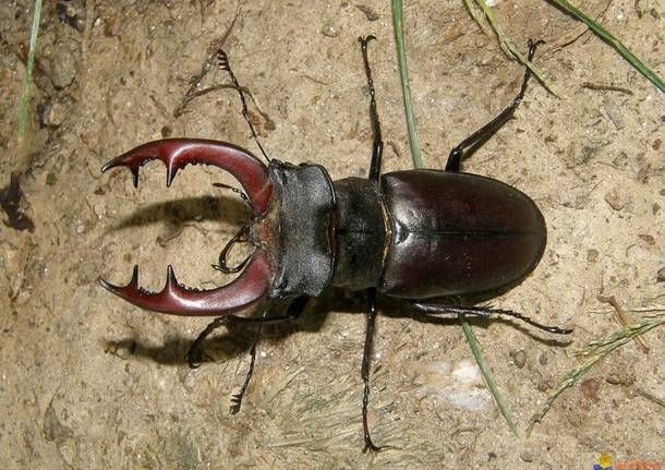 Cornabò, cervo volante o "calabrone di San Giovanni": chiamatelo come volete, ma è buono come il pane