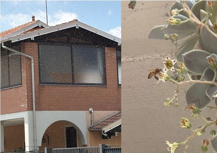 foto e video per cortesia di Valentina Mancuso foto e video per cortesia di Valentina Mancuso