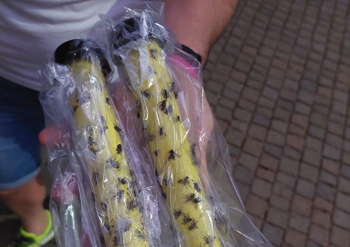 Olgiate, ancora mosche alla Balina. Montano sporge denuncia contro ignoti Olgiate, ancora mosche alla Balina. Montano sporge denuncia contro ignoti