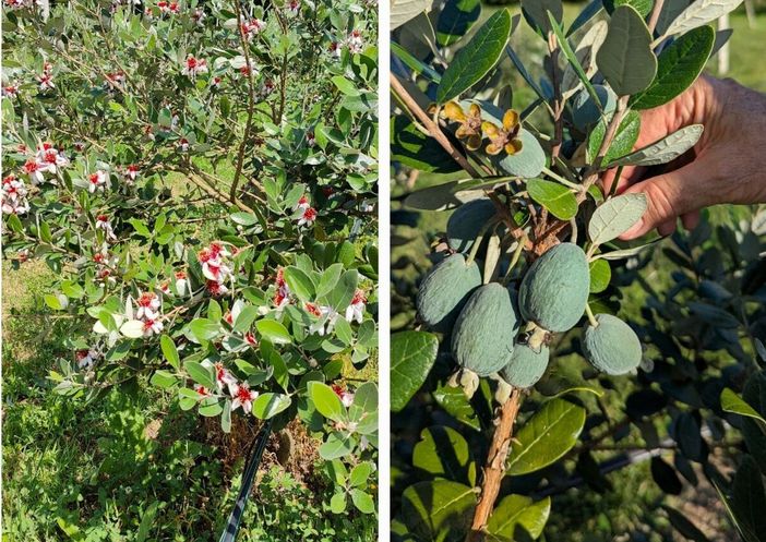 La pianta e il frutto della feijoa coltivate a Leggiuno