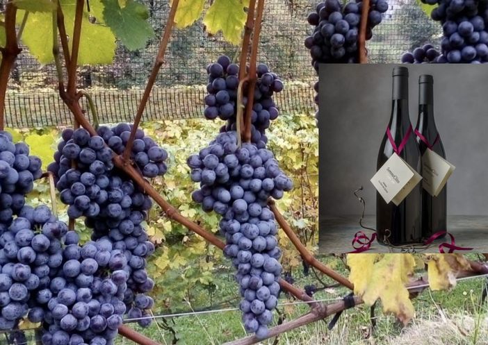 Il SommoClivo 2013 di Torre San Quirico di Azzate tra i migliori vini del mondo