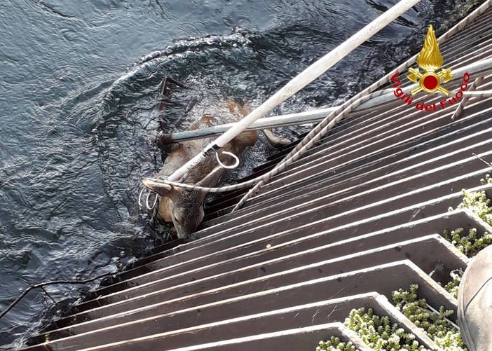 Capriolo finisce nel canale e resta intrappolato nelle griglie: lo salvano i vigili del fuoco