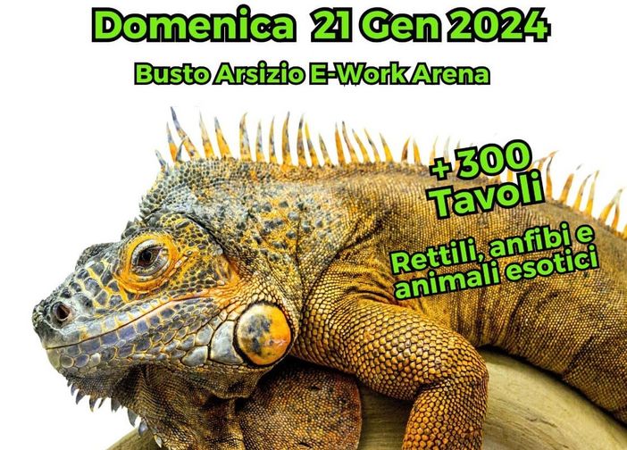 Serpenti e camaleonti a Busto per la quinta edizione del Milano Reptiles Meeting