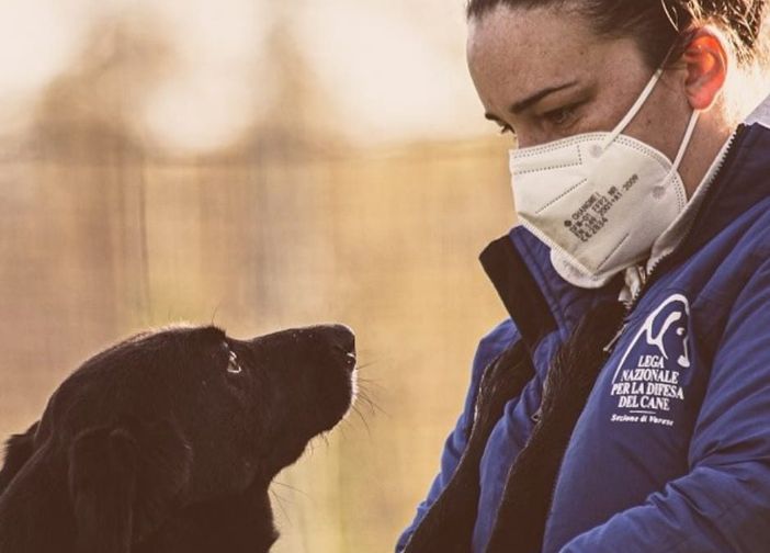 Il nuovo canile di Varese diventa un caso nazionale: «Quel bando mette in pericolo gli animali» Il nuovo canile di Varese diventa un caso nazionale: «Quel bando mette in pericolo gli animali»
