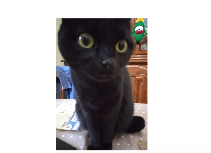 Ladri in casa, scompare il micio: «Aiutateci a trovare il nostro Merlino»